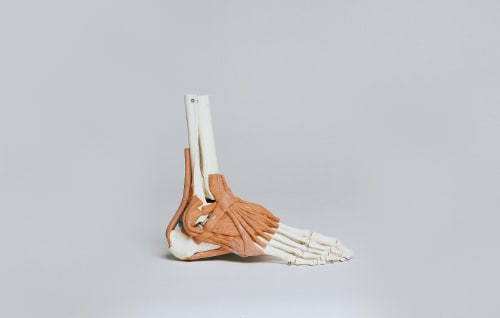 foot-anatomy